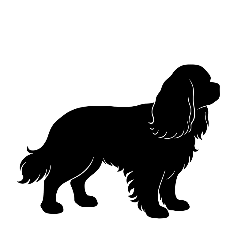 Cavalier King Charles Spaniel – Enkeltmotiv Sticker