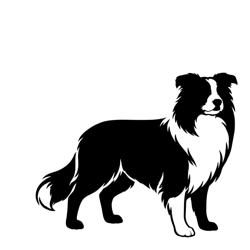 Border-collie – Enkeltmotiv Sticker