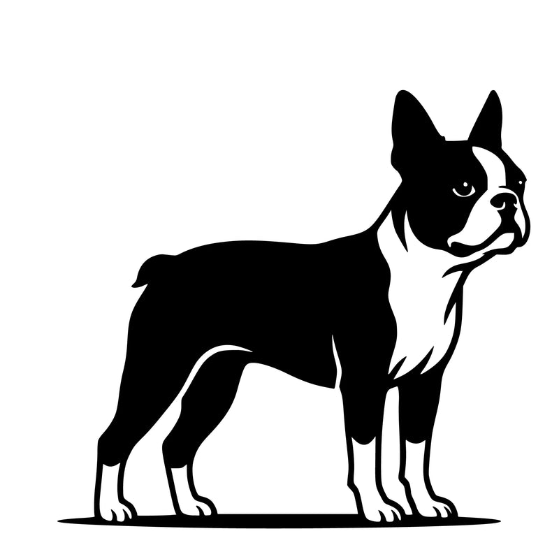 Boston Terrier - enkeltmotiv sticker