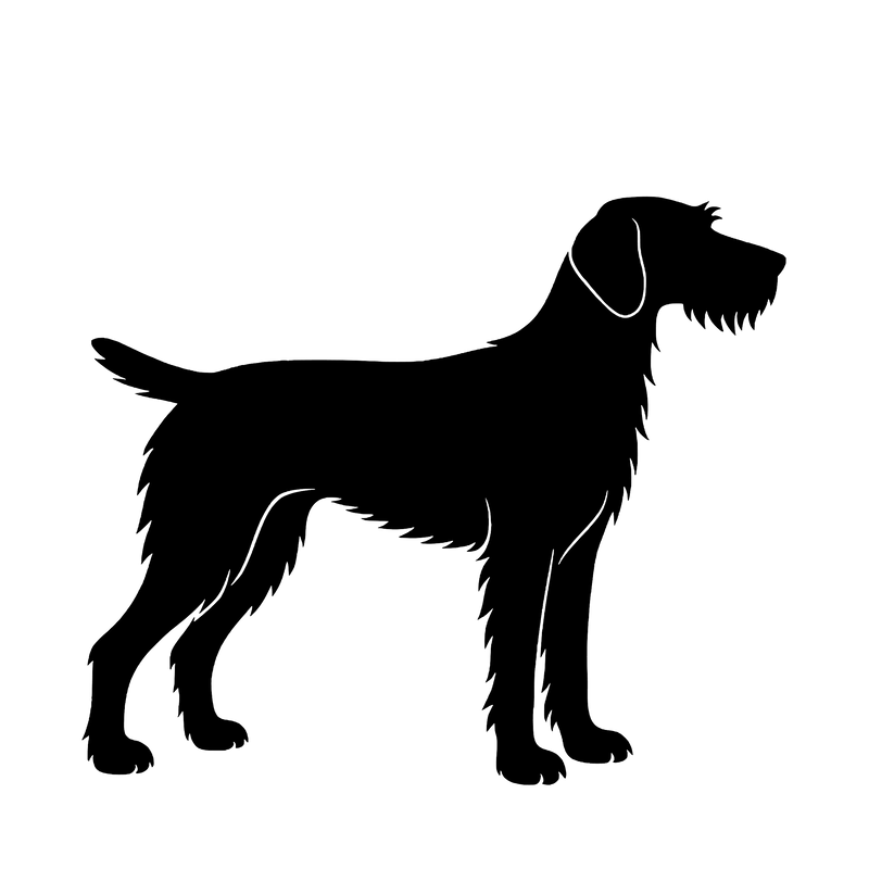 Ruhåret hønsehund – Enkeltmotiv Sticker