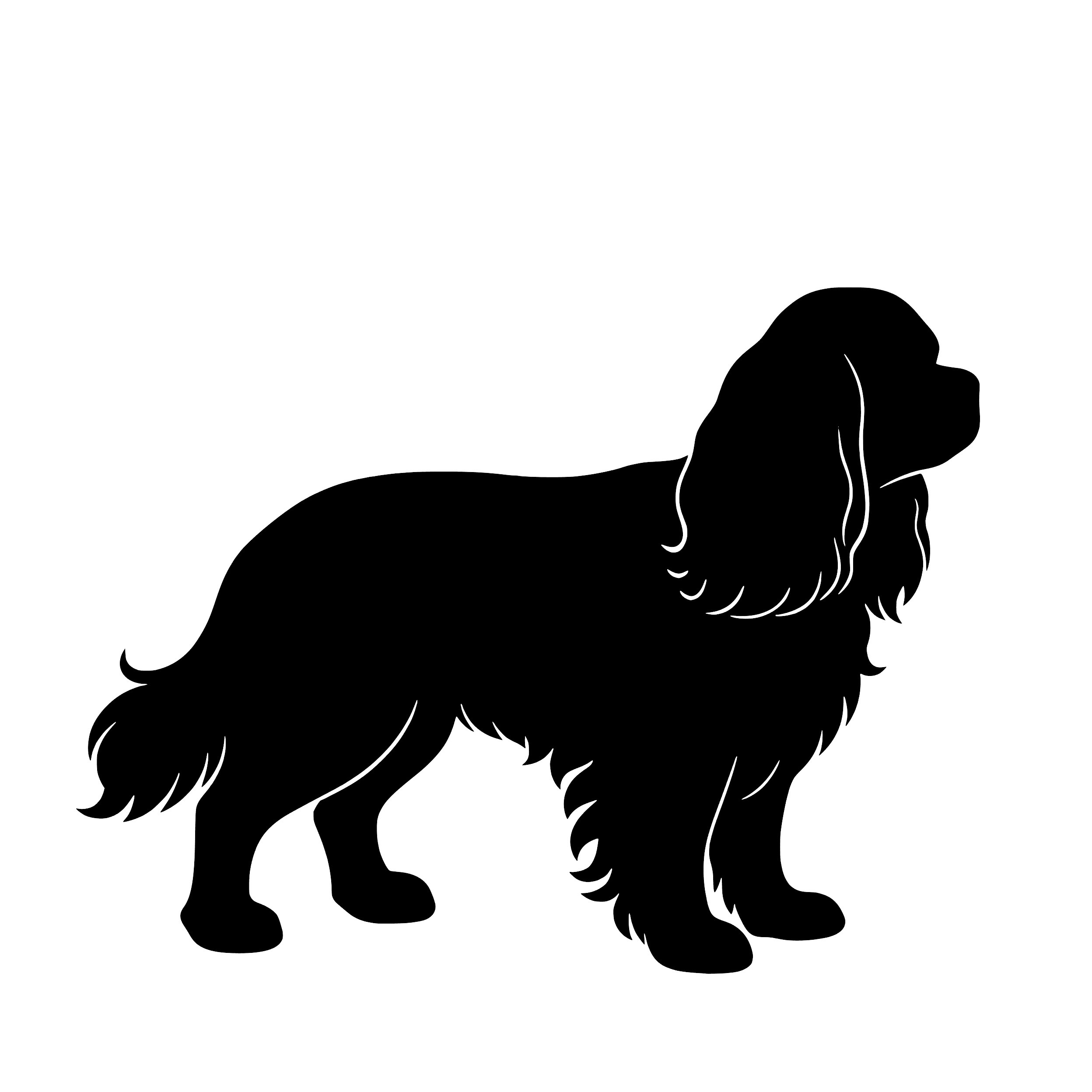 Cavalier King Charles Spaniel – Enkeltmotiv Sticker