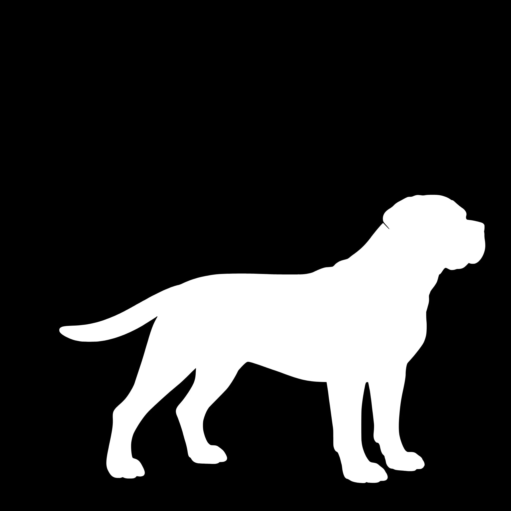 Cane Corso - enkeltmotiv sticker