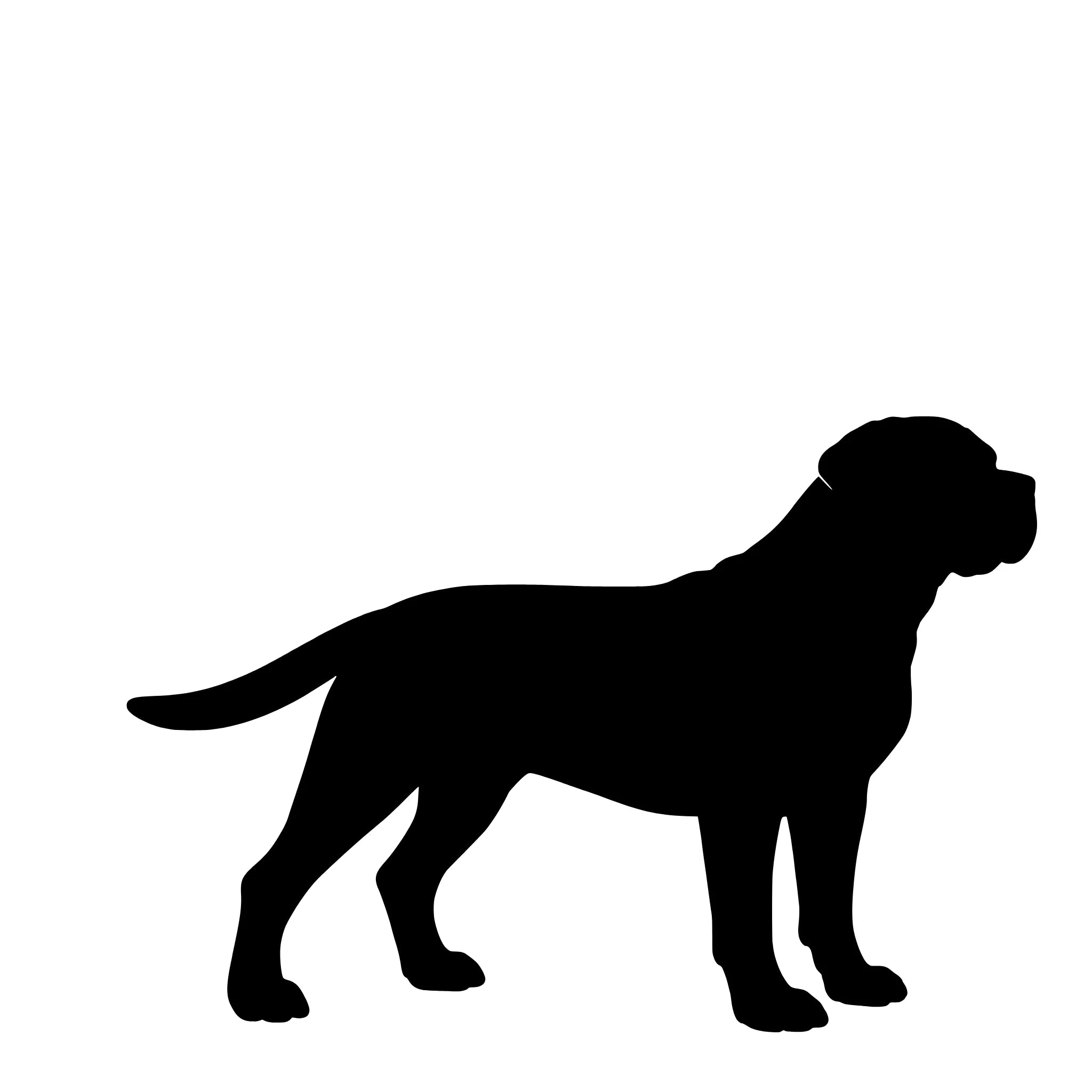 Cane Corso - enkeltmotiv sticker